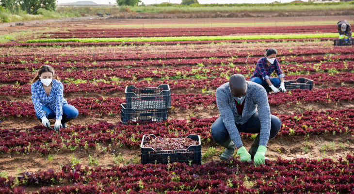 Photo of farm workers harvesting produce wearing masks