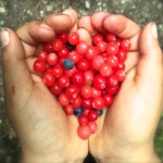 Hands holding berries