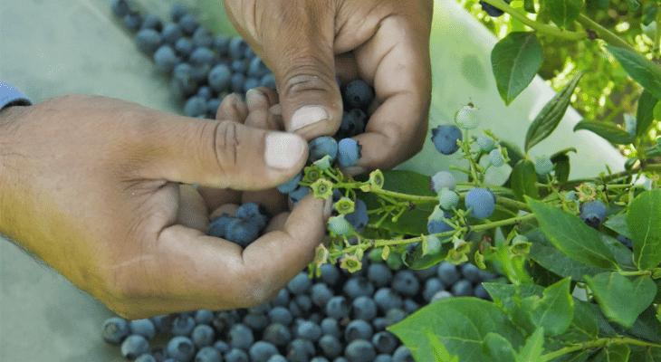 Close up of hands picking blueberries