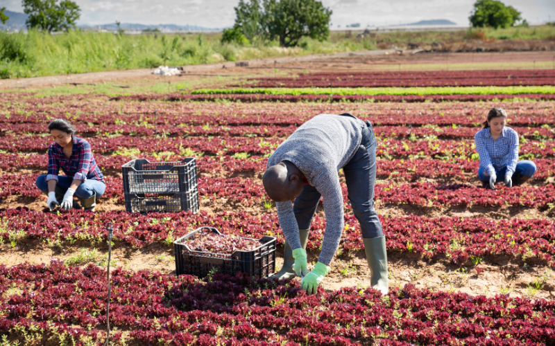 Three farm workers harvesting lettuce in the fields of a farm.