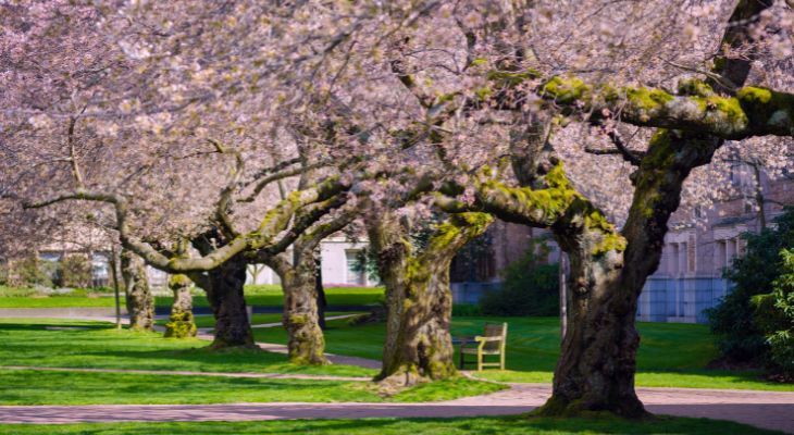 Cherry trees blooming in the UW Quad